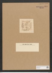 Diatomeae indet. Zeichnungen Sammlung Grunow Nr. 2898 (NHMW-BOT-W0370232)
